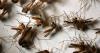First human case of West Nile virus in Orange County confirmed, health officials say
