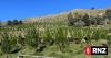 East Coast farmers push back against pines in return to livestock farming