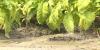Rainfall brings new challenges to Beaufort County farmers recovering from drought