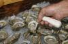 Florida officials scale back oyster harvesting after Apalachicola Bay reopens