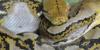 Florida man wins $10K for removing 96 pythons from Everglades