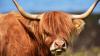 North East farm with 'bouncing' Highland cattle, tractor rides and mega slide is ideal for a summer day out