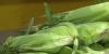 Northern Indiana organic farmers host field day in Nappanee