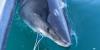 Quint showcases incredible range of great white sharks by reaching farthest north on Global Shark Tracker