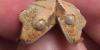 Meet the rare two-headed gecko that is going viral for defying the odds