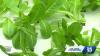 Alabama farm highlights food safety as Cyclosporiasis cases rise