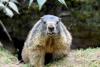 Marmots got money troubles: Research cuts lead scientists to OnlyFans