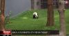 Bao Li celebrates 5th 'bear-thday' at D.C.'s National Zoo