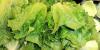 Cyclospora cases in Nebraska, Iowa linked to outbreak sourced to Taylor Farms lettuce
