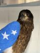 Bald eagle, saved on Fourth of July by Ohio Bird Sanctuary, dies