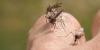 VDH confirms first case of dengue virus in Virginia