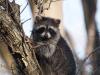 Wildlife update with David Drake; What new federal wildlife rules mean for Wisconsin’s at-risk animals