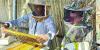House of honey in Al Hamra enriches tourist experience