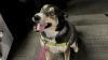 Meet Bandit, our Adoptable Pet of the Week