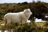 Sheep wool to make seaweed farming plastic free