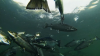 B.C. researchers discover fatal bacterial disease in wild salmon near Vancouver Island