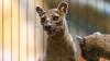 Fosa sisters are new residents of Racine Zoo
