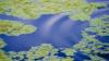 Blue-green algae AHS health advisory issued for Reesor Lake