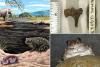 Ancient frog just found in La Brea Tar Pits could change everything we know about prehistoric LA