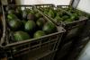 US suspends avocado inspections in Mexican state on Michoacan due to threat
