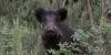 They may look cute… but 80% of wild boars tested in Spain carry major diseases