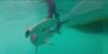 Texas A&M researchers document smooth hammerhead sharks in Galapagos