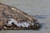 Rising Kenyan lakes push crocodiles closer to homes