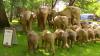 Boston elephant art installation highlights conservation, coexistence