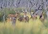 Invasive deer and boar headed for menu in Argentina
