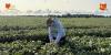 Tissue sampling offers growers an in-season look at crop nutrition