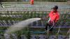 Indonesia Develops Virus-Free Garlic Seed Technology to Cut Imports