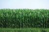 Why Digital Innovation Alone Won’t Transform Agriculture