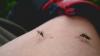 North Carolina's first West Nile virus illness of 2026 reported: health officials The first case of disease associated with West Nile virus in North Carolina in 2026 has been identified, state health officials announced.