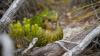 International Investment In New Zealand Nature