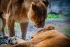 Three lions die in Japan zoo from extreme heat