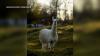 ‘Wise old grandpa of the property’: An unlikely animal could rewrite the record books