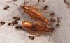 German Cockroaches Appear to Be More Social Animals than Previously Thought