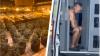 Man in Crocs arrested as police find £1.7m Yorkshire cannabis farm
