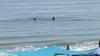 Huge basking shark spotted off South Shore beach, white sharks appear near Maine, Cape Cod