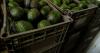 US suspends avocado inspections in Mexican state of Michoacan due to threat