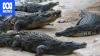 Israel's 'Alligator Alcatraz' prison moat plan challenged in the courts