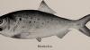 Second Circuit holds wild fish are not ‘property’ under False Claims Act