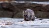 Rutgers study finds New York mice are developing resistance to the most common rat poisons