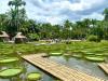 China's botanical garden bridges borders for biodiversity conservation