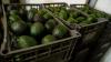 Security threat halts US avocado inspections in Mexico's state of Michoacan