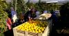 Floods and Middle East conflict dent South Africa’s citrus export outlook