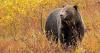 Plan shines on a conservation spotlight on Montana's 'other' grizzlies