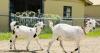 New World screwworm is a threat to small ruminants as well as cattle