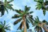 Malaysia Palm Oil Rebound Offers Fresh Signals for ASEAN Food Manufacturers