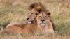 Extreme Heat Kills Three Lions At Tokyo Zoo, Dehydration Suspected As Cause